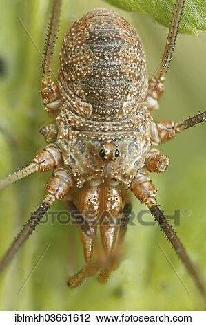 "Harvestman or Daddy Longlegs (Opiliones spec), Hesse, Germany, Europe" View Large Photo Image Stock Image - "Harvestman or Daddy Longlegs (Opiliones spec), Hesse, Germany, Europe". Fotosearch