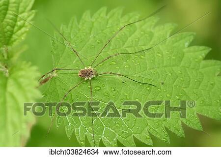 "Harvestman (Rilaena triangularis), North Rhine-Westphalia, Germany, Europe" View Large Photo Image Picture - "Harvestman (Rilaena triangularis), North Rhine-Westphalia, Germany, Europe". Fotosearch