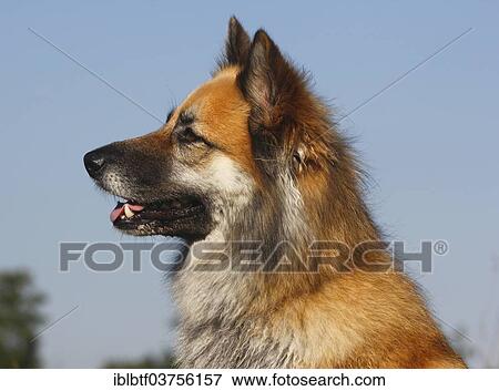 Stock Photo - "Harzer Fuchs mixed breed, portrait, North Rhine-Westphalia, Germany, Europe". Fotosearch