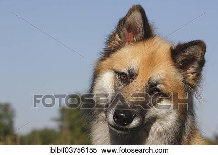 "Harzer Fuchs mixed breed, portrait, North Rhine-Westphalia, Germany, Europe" View Large Photo Image Stock Photography - "Harzer Fuchs mixed breed, portrait, North Rhine-Westphalia, Germany, Europe". Fotosearch
