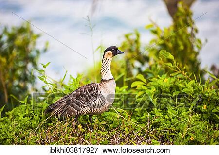 "Hawaiian Goose or Nene (Branta sandvicensis), Hanalei Valley, Kauai, Hawaii, USA" View Large Photo Image Stock Photo - "Hawaiian Goose or Nene (Branta sandvicensis), Hanalei Valley, Kauai, Hawaii, USA". Fotosearch