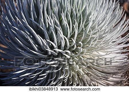 "Hawaiian Silver Sword (Argyroxiphium sandwicense), Maui, Hawaii, United States, North America" View Large Photo Image Stock Image - "Hawaiian Silver Sword (Argyroxiphium sandwicense), Maui, Hawaii, United States, North America". Fotosearch