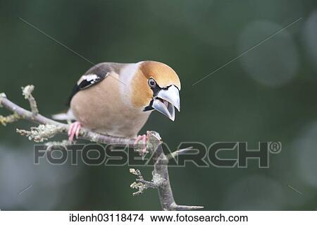"Hawfinch (Coccothraustes coccothraustes), male, Haren, Emsland, Lower Saxony, Germany, Europe" View Large Photo Image Picture - "Hawfinch (Coccothraustes coccothraustes), male, Haren, Emsland, Lower Saxony, Germany, Europe". Fotosearch