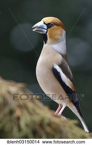 "Hawfinch (Coccothraustes coccothraustes), male, Haren, Emsland, Lower Saxony, Germany, Europe" View Large Photo Image Picture - "Hawfinch (Coccothraustes coccothraustes), male, Haren, Emsland, Lower Saxony, Germany, Europe". Fotosearch