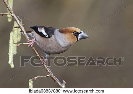 "Hawfinch (Coccothraustes coccothraustes) perched on the branch of a flowering Common Hazel (Corylus avellana), North Rhine-Westphalia, Germany, Europe" View Large Photo Image Stock Image - "Hawfinch (Coccothraustes coccothraustes) perched on the branch of a flowering Common Hazel (Corylus avellana), North Rhine-Westphalia, Germany, Europe". Fotosearch