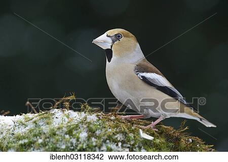"Hawfinch (Coccothraustes coccothraustes), female, Haren, Emsland, Lower Saxony, Germany, Europe" View Large Photo Image Stock Image - "Hawfinch (Coccothraustes coccothraustes), female, Haren, Emsland, Lower Saxony, Germany, Europe". Fotosearch