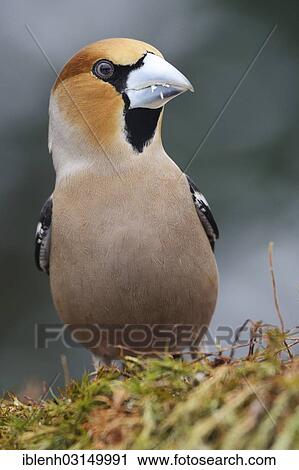 "Hawfinch (Coccothraustes coccothraustes), male, Haren, Emsland, Lower Saxony, Germany, Europe" View Large Photo Image Stock Image - "Hawfinch (Coccothraustes coccothraustes), male, Haren, Emsland, Lower Saxony, Germany, Europe". Fotosearch