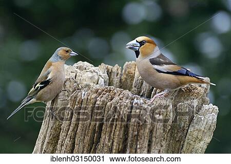 "Hawfinch (Coccothraustes coccothraustes) and Chaffinch (Fringilla coelebs), males, Haren, Emsland, Lower Saxony, Germany, Europe" View Large Photo Image Stock Image - "Hawfinch (Coccothraustes coccothraustes) and Chaffinch (Fringilla coelebs), males, Haren, Emsland, Lower Saxony, Germany, Europe". Fotosearch