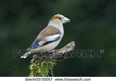 "Hawfinch (Coccothraustes coccothraustes), female, Haren, Emsland, Lower Saxony, Germany, Europe" View Large Photo Image Stock Image - "Hawfinch (Coccothraustes coccothraustes), female, Haren, Emsland, Lower Saxony, Germany, Europe". Fotosearch