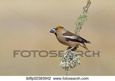 "Hawfinch (Coccothraustes coccothraustes), adult male, perched on lichen covered twig, Castilla y Leon, Spain, Europe" View Large Photo Image Stock Image - "Hawfinch (Coccothraustes coccothraustes), adult male, perched on lichen covered twig, Castilla y Leon, Spain, Europe". Fotosearch
