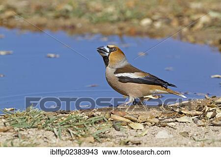 Stock Image - "Hawfinch (Coccothraustes coccothraustes), adult male, drinking at pool, Castilla y Leon, Spain, Europe". Fotosearch