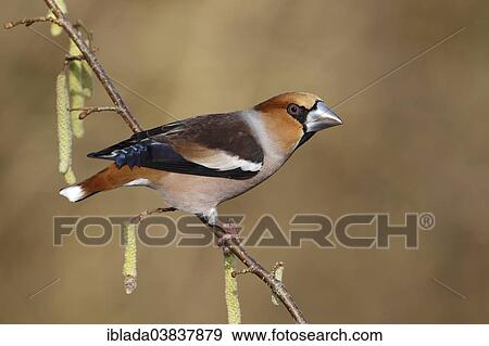 "Hawfinch (Coccothraustes coccothraustes) perched on the branch of a flowering Common Hazel (Corylus avellana), North Rhine-Westphalia, Germany, Europe" View Large Photo Image Stock Photo - "Hawfinch (Coccothraustes coccothraustes) perched on the branch of a flowering Common Hazel (Corylus avellana), North Rhine-Westphalia, Germany, Europe". Fotosearch