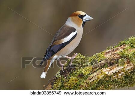 "Hawfinch (Coccothraustes coccothraustes), male, North Rhine-Westphalia, Germany, Europe" View Large Photo Image Stock Photo - "Hawfinch (Coccothraustes coccothraustes), male, North Rhine-Westphalia, Germany, Europe". Fotosearch