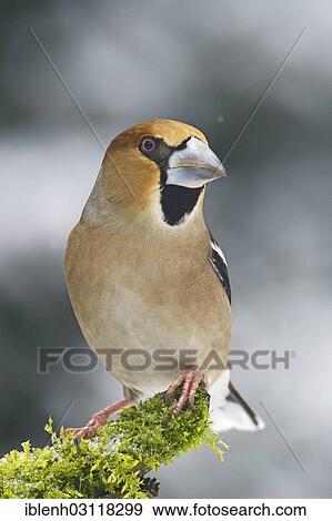 "Hawfinch (Coccothraustes coccothraustes), male, Haren, Emsland, Lower Saxony, Germany, Europe" View Large Photo Image Stock Photo - "Hawfinch (Coccothraustes coccothraustes), male, Haren, Emsland, Lower Saxony, Germany, Europe". Fotosearch