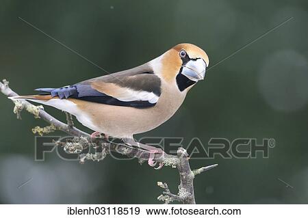 "Hawfinch (Coccothraustes coccothraustes), male, Haren, Emsland, Lower Saxony, Germany, Europe" View Large Photo Image Stock Photo - "Hawfinch (Coccothraustes coccothraustes), male, Haren, Emsland, Lower Saxony, Germany, Europe". Fotosearch