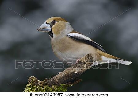 "Hawfinch (Coccothraustes coccothraustes), female, Haren, Emsland, Lower Saxony, Germany, Europe" View Large Photo Image Stock Photo - "Hawfinch (Coccothraustes coccothraustes), female, Haren, Emsland, Lower Saxony, Germany, Europe". Fotosearch