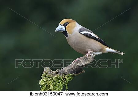 "Hawfinch (Coccothraustes coccothraustes), male, Haren, Emsland, Lower Saxony, Germany, Europe" View Large Photo Image Stock Photo - "Hawfinch (Coccothraustes coccothraustes), male, Haren, Emsland, Lower Saxony, Germany, Europe". Fotosearch