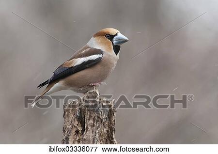 Stock Photo - "Hawfinch (Coccothraustes coccothraustes), male perched on a tree stump during snowfall, Innsbruck, Tyrol, Austria, Europe". Fotosearch