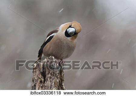 "Hawfinch (Coccothraustes coccothraustes), male perched on a tree stump during snowfall, Innsbruck, Tyrol, Austria, Europe" View Large Photo Image Stock Photo - "Hawfinch (Coccothraustes coccothraustes), male perched on a tree stump during snowfall, Innsbruck, Tyrol, Austria, Europe". Fotosearch