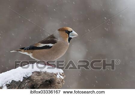 "Hawfinch (Coccothraustes coccothraustes), male perched on a tree stump during snowfall, Innsbruck, Tyrol, Austria, Europe" View Large Photo Image Stock Photo - "Hawfinch (Coccothraustes coccothraustes), male perched on a tree stump during snowfall, Innsbruck, Tyrol, Austria, Europe". Fotosearch