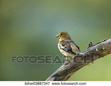 "Hawfinch (Coccothraustes coccothraustes), Austria, Europe" View Large Photo Image Stock Photo - "Hawfinch (Coccothraustes coccothraustes), Austria, Europe". Fotosearch