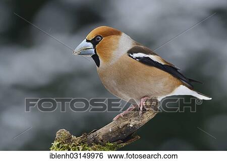 "Hawfinch (Coccothraustes coccothraustes), male, Haren, Emsland, Lower Saxony, Germany, Europe" View Large Photo Image Stock Photograph - "Hawfinch (Coccothraustes coccothraustes), male, Haren, Emsland, Lower Saxony, Germany, Europe". Fotosearch