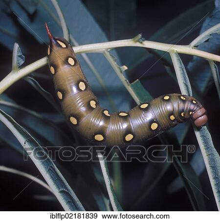 Stock Photo - Hawk Bedstraw Larva (Gyles gallii). Fotosearch