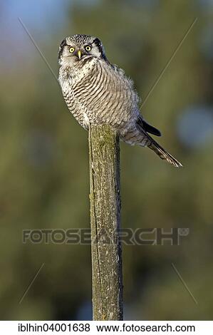 "Hawk-Owl or Northern Hawk-Owl (Surnia ulula) on perch, Saxony, Germany, Europe" View Large Photo Image Stock Photo - "Hawk-Owl or Northern Hawk-Owl (Surnia ulula) on perch, Saxony, Germany, Europe". Fotosearch