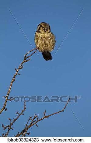 "Hawk Owl (Surnia ulula), Saxony, Germany, Europe" View Large Photo Image Stock Image - "Hawk Owl (Surnia ulula), Saxony, Germany, Europe". Fotosearch