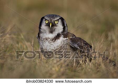 "Hawk Owl (Surnia ulula), Saxony, Germany, Europe" View Large Photo Image Stock Image - "Hawk Owl (Surnia ulula), Saxony, Germany, Europe". Fotosearch