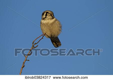 "Hawk Owl (Surnia ulula), Saxony, Germany, Europe" View Large Photo Image Stock Photo - "Hawk Owl (Surnia ulula), Saxony, Germany, Europe". Fotosearch