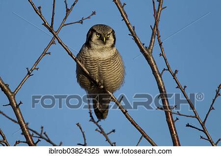 "Hawk Owl (Surnia ulula), Saxony, Germany, Europe" View Large Photo Image Stock Photography - "Hawk Owl (Surnia ulula), Saxony, Germany, Europe". Fotosearch
