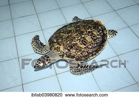 "Hawksbill sea turtle (Eretmochelys imbricata), about 2 years, breeding station, Bali, Indonesia, Asia" View Large Photo Image Stock Image - "Hawksbill sea turtle (Eretmochelys imbricata), about 2 years, breeding station, Bali, Indonesia, Asia". Fotosearch