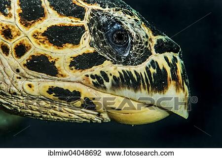 "Hawksbill Sea Turtle (Eretmochelys imbricata), Indian Ocean, Mayotte, Africa" View Large Photo Image Stock Image - "Hawksbill Sea Turtle (Eretmochelys imbricata), Indian Ocean, Mayotte, Africa". Fotosearch