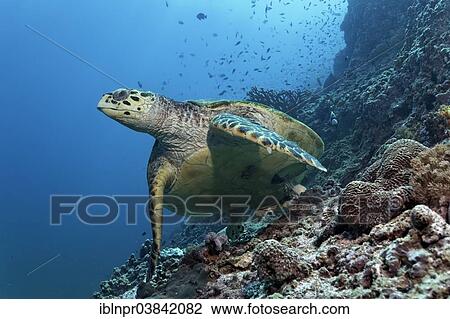 "Hawksbill Sea Turtle (Eretmochelys imbricata) swimming over a coral reef, Dimaniyat Islands nature reserve, Al Batinah region, Oman, Asia" View Large Photo Image Stock Image - "Hawksbill Sea Turtle (Eretmochelys imbricata) swimming over a coral reef, Dimaniyat Islands nature reserve, Al Batinah region, Oman, Asia". Fotosearch