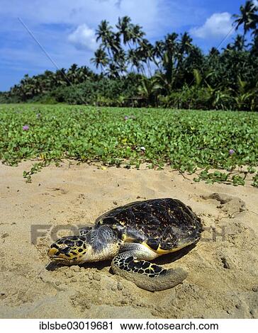 "Hawksbill Sea Turtle (Eretmochelys imbricata), on the beach, turtle farm, Kosgoda, Beruwala, Kalutara Distrikt, Sri Lanka, Asia" View Large Photo Image Stock Image - "Hawksbill Sea Turtle (Eretmochelys imbricata), on the beach, turtle farm, Kosgoda, Beruwala, Kalutara Distrikt, Sri Lanka, Asia". Fotosearch