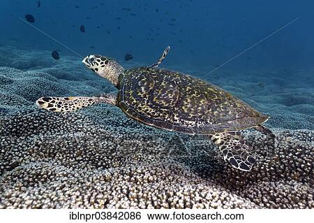 "Hawksbill Sea Turtle (Eretmochelys imbricata) swimming over a coral reef, Dimaniyat Islands nature reserve, Al Batinah region, Oman, Asia" View Large Photo Image Stock Photograph - "Hawksbill Sea Turtle (Eretmochelys imbricata) swimming over a coral reef, Dimaniyat Islands nature reserve, Al Batinah region, Oman, Asia". Fotosearch