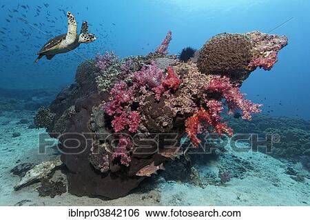 Stock Photograph - "Hawksbill Sea Turtle (Eretmochelys imbricata) swimming over a coral reef, Dimaniyat Islands nature reserve, Al Batinah region, Oman, Asia". Fotosearch