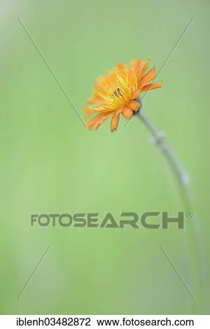 "Hawkweed (Hieracium rubrum), Stovern Forest, Salzbergen, Emsland, Lower Saxony, Germany, Europe" View Large Photo Image Stock Image - "Hawkweed (Hieracium rubrum), Stovern Forest, Salzbergen, Emsland, Lower Saxony, Germany, Europe". Fotosearch