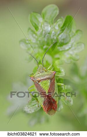 "Hawthorn Shield Bug (Acanthosoma haemorrhoidale), North Rhine-Westphalia, Germany, Europe" View Large Photo Image Stock Image - "Hawthorn Shield Bug (Acanthosoma haemorrhoidale), North Rhine-Westphalia, Germany, Europe". Fotosearch