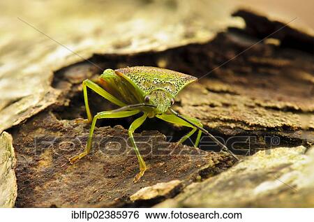 "Hawthorn Shieldbug (Acanthosoma haemorrhoidale), adult, walking over dead wood, Bostall Woods, Royal Borough of Greenwich, Inner London, England, United Kingdom, Europe" View Large Photo Image Stock Photograph - "Hawthorn Shieldbug (Acanthosoma haemorrhoidale), adult, walking over dead wood, Bostall Woods, Royal Borough of Greenwich, Inner London, England, United Kingdom, Europe". Fotosearch
