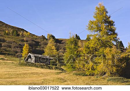 Stock Image - "Hay barn and Larch (Larix decidua) trees in autumn, Vinaders, Obernbergtal, Tyrol, Austria, Europe". Fotosearch