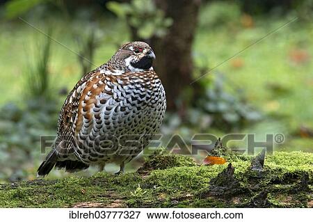 "Hazel Grouse (Bonasa bonasia), male, outdoor enclosure, Bavarian Forest National Park, Bavaria, Germany, Europe" View Large Photo Image Stock Photo - "Hazel Grouse (Bonasa bonasia), male, outdoor enclosure, Bavarian Forest National Park, Bavaria, Germany, Europe". Fotosearch
