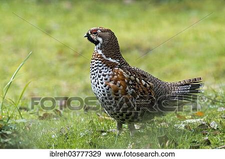 "Hazel Grouse (Bonasa bonasia), male, outdoor enclosure, Bavarian Forest National Park, Bavaria, Germany, Europe" View Large Photo Image Stock Photo - "Hazel Grouse (Bonasa bonasia), male, outdoor enclosure, Bavarian Forest National Park, Bavaria, Germany, Europe". Fotosearch
