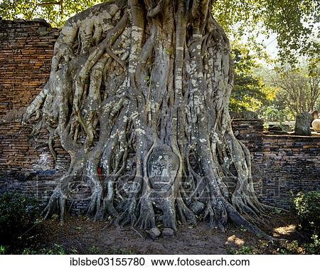 "Head of a Buddha statue, enclosed by the roots of a strangler fig (Ficus sp. ), Wat Phra Mahathat, UNESCO World Heritage Site, Ayutthaya Historical Park, Ayutthaya, Ayutthaya province, Central Thailand, Thailand, Asia" View Large Photo Image Stock Image - "Head of a Buddha statue, enclosed by the roots of a strangler fig (Ficus sp. ), Wat Phra Mahathat, UNESCO World Heritage Site, Ayutthaya Historical Park, Ayutthaya, Ayutthaya province, Central Thailand, Thailand, Asia". Fotosearch