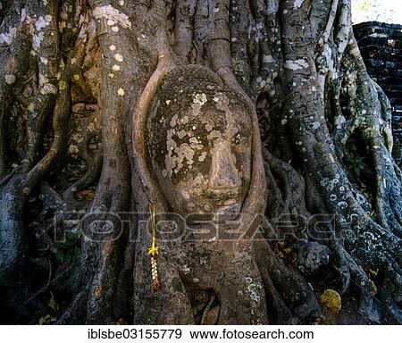 "Head of a Buddha statue, enclosed by the roots of a strangler fig (Ficus sp. ), Wat Phra Mahathat, UNESCO World Heritage Site, Ayutthaya Historical Park, Ayutthaya, Ayutthaya province, Central Thailand, Thailand, Asia" View Large Photo Image Stock Photo - "Head of a Buddha statue, enclosed by the roots of a strangler fig (Ficus sp. ), Wat Phra Mahathat, UNESCO World Heritage Site, Ayutthaya Historical Park, Ayutthaya, Ayutthaya province, Central Thailand, Thailand, Asia". Fotosearch