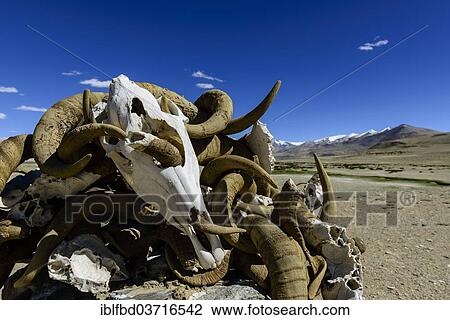 Stock Image - "Heap of yak skulls and horns, Buddhist place of prayer and meditation, Korzok, Ladakh, Jammu and Kashmir, India, Asia". Fotosearch