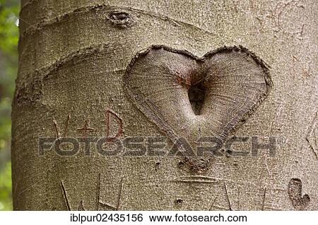 "Heart and letters carved into a beech's bark, Saxon Switzerland, Saxony, Germany, Europe" View Large Photo Image Stock Photograph - "Heart and letters carved into a beech's bark, Saxon Switzerland, Saxony, Germany, Europe". Fotosearch