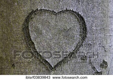 "Heart carved into a tree bark, Germany, Europe" View Large Photo Image Stock Image - "Heart carved into a tree bark, Germany, Europe". Fotosearch
