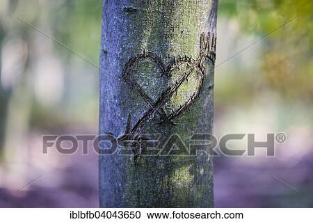 "Heart carved into a tree, declaration of love, Grunewald forest, Berlin, Germany, Europe" View Large Photo Image Stock Image - "Heart carved into a tree, declaration of love, Grunewald forest, Berlin, Germany, Europe". Fotosearch